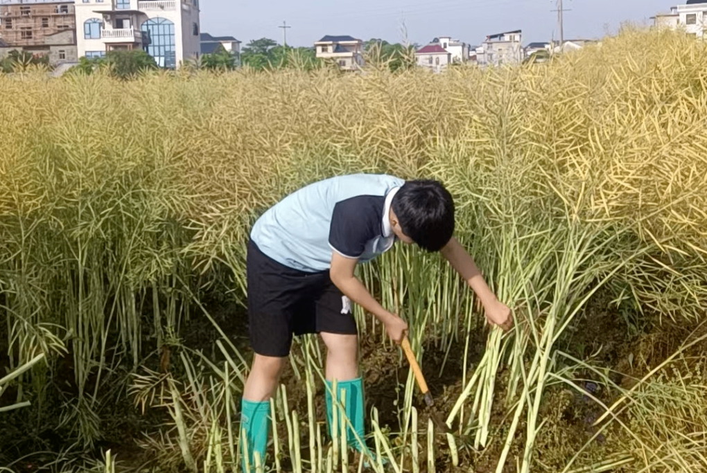 田间3.png