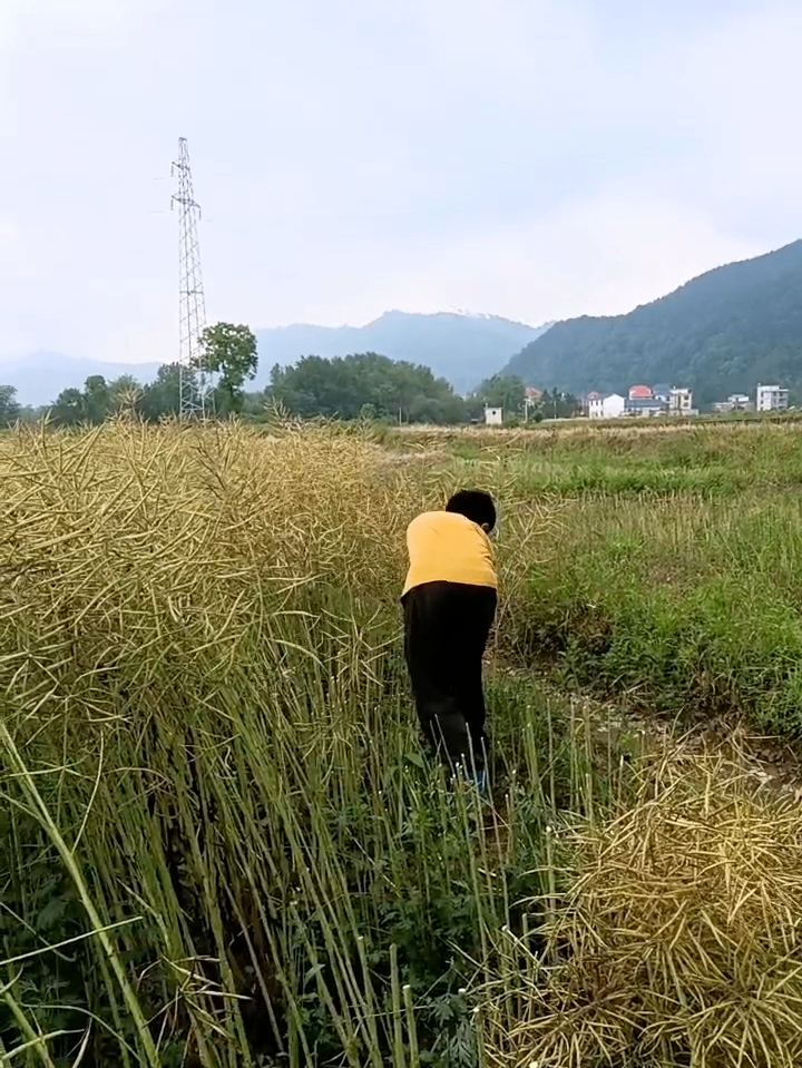 田间4.png